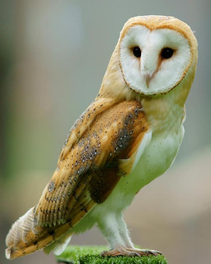 Отель The Retreat Hornblotton Экстерьер фото